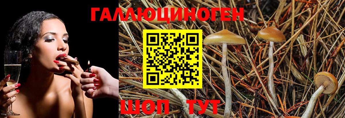 закладка  Вход с VPN  Кингисепп  Галлюциногенные грибы Magic Shrooms  Галлюциногенные грибы мухоморы 